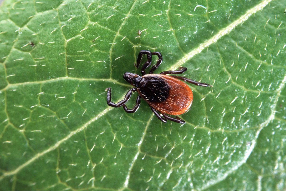 lymedisease 032923