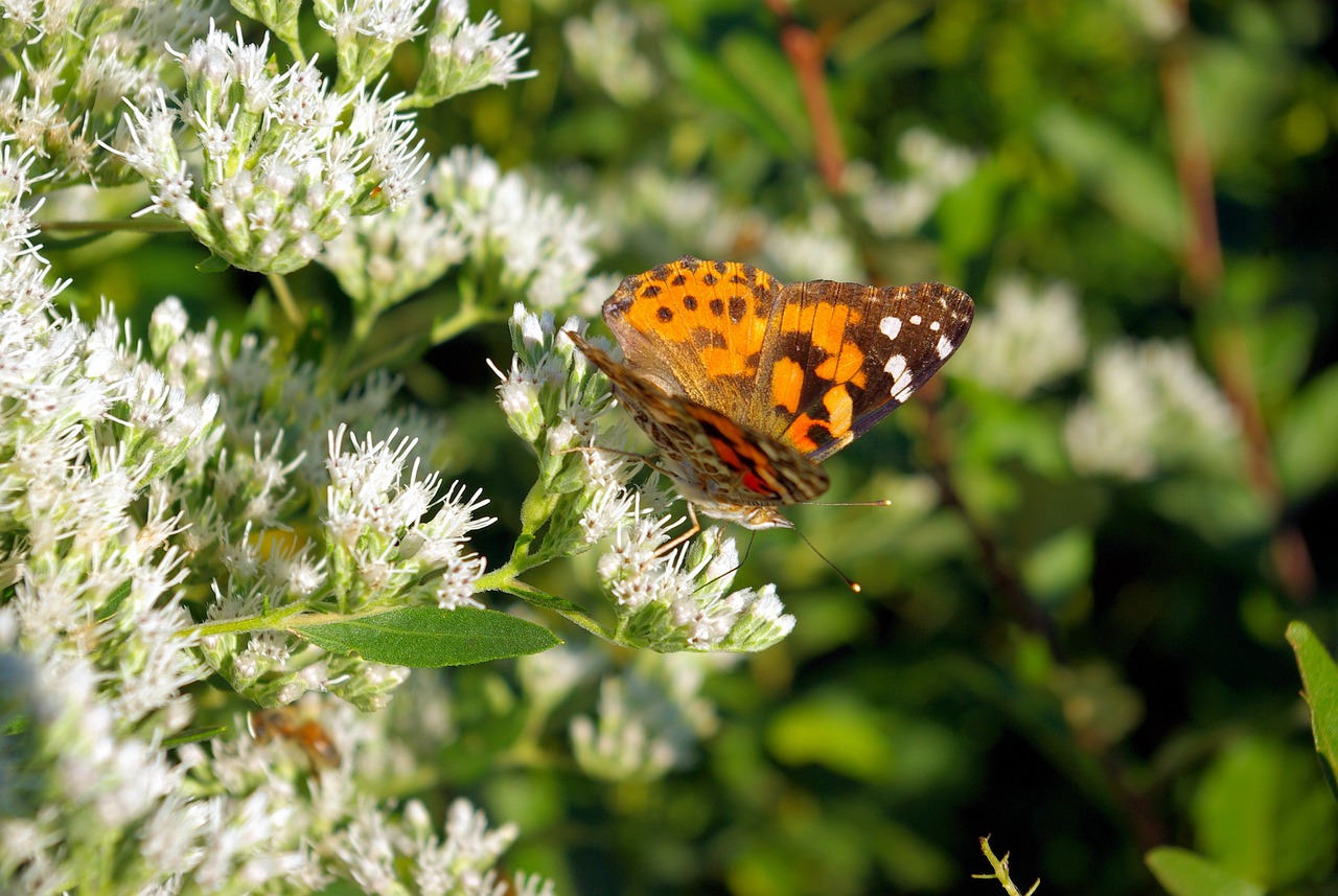 flowers and butterfly g4e5a647de 1280